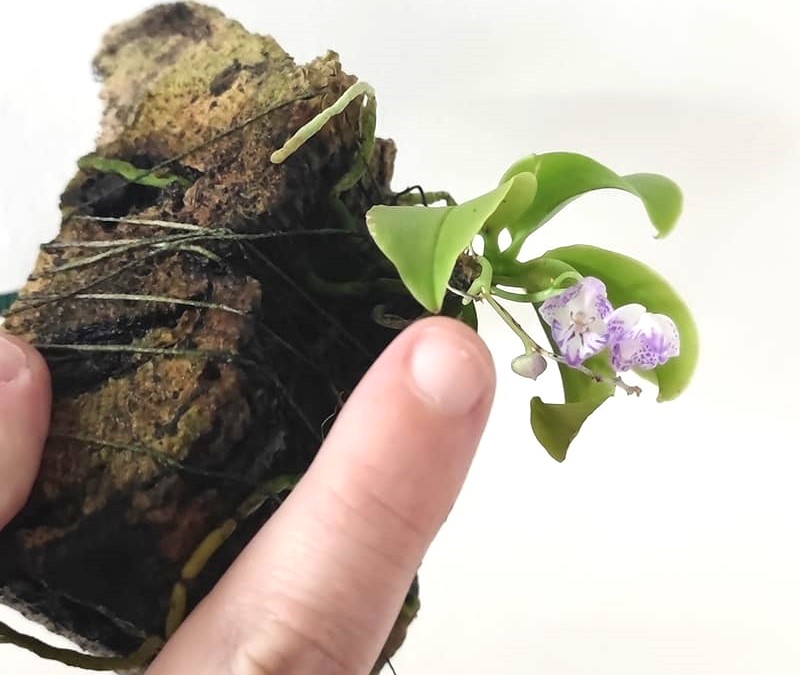 phalaenopsis appendiculata 2